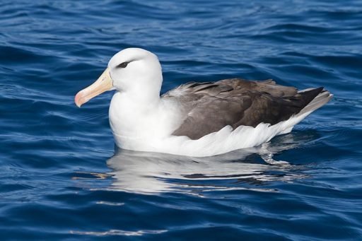 All about albatross