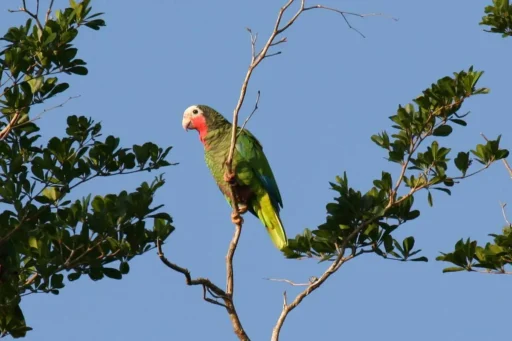 Amazona leucocephala