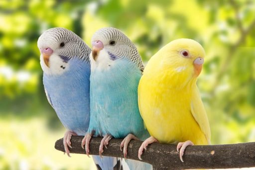 Budgerigars