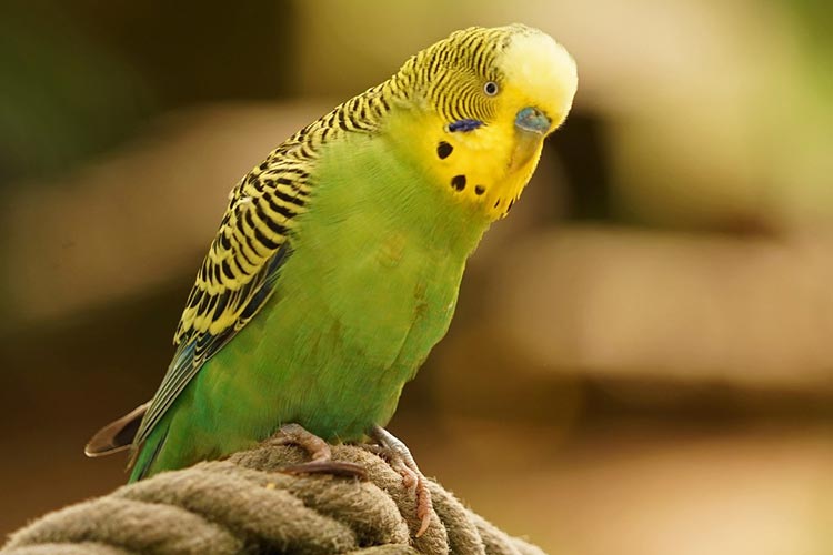▷ The Australian parakeet, all the details of this bird