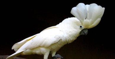 All about cacatua