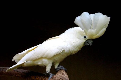 All about cacatua