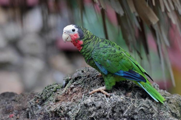 Cuban amazon parrot