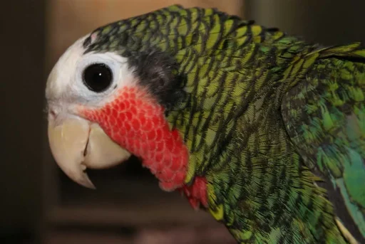 Cuban parrot