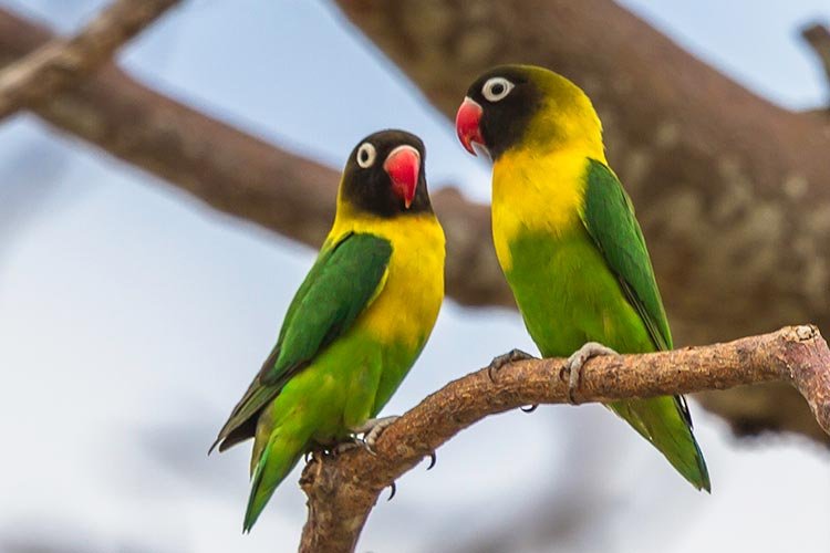 Eye ring lovebird