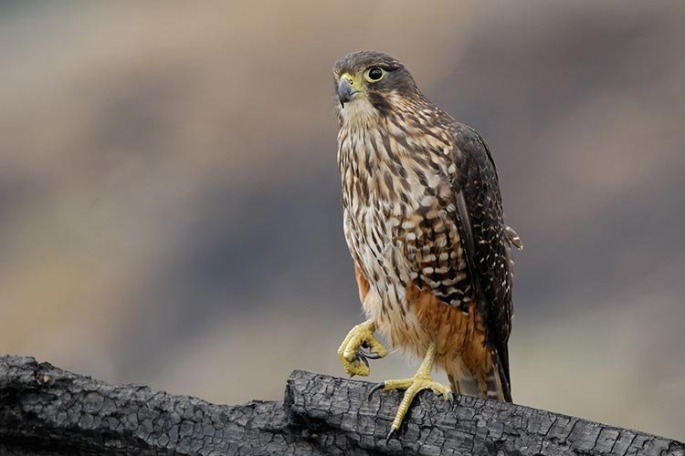 All about falcon