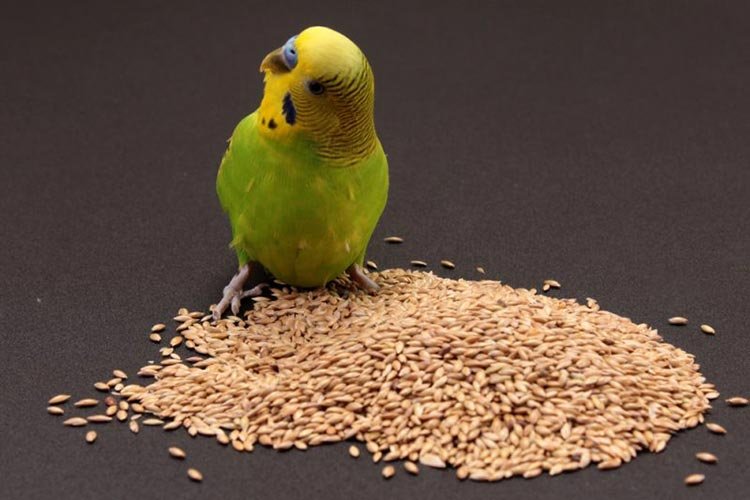 How to feed a parakeet