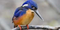 All about kingfisher