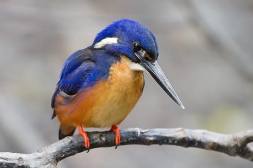 All about kingfisher