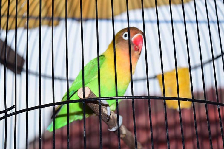 Lovebird in a cage