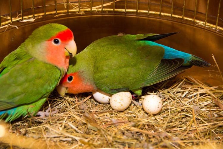 Lovebirds breeding