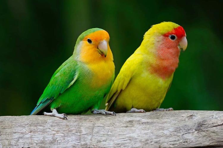 Lovebird Types And Cares Of This Lovely Bird