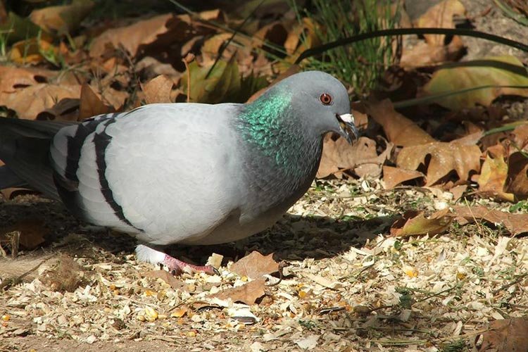 Male pigeon