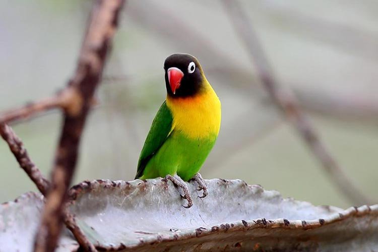 Black-masked lovebird