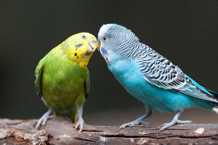 How to carry out parakeet breeding