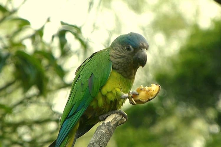 Parrot eating