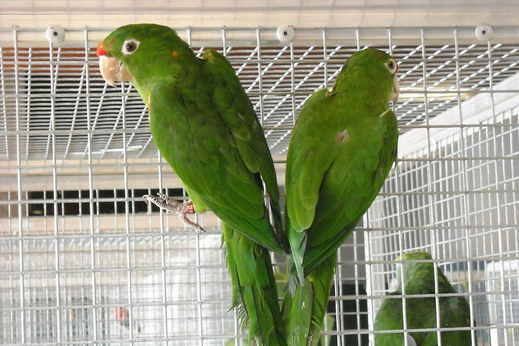 Parrots in cage