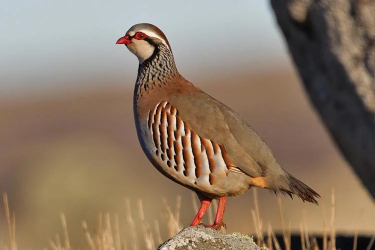 All about partridge