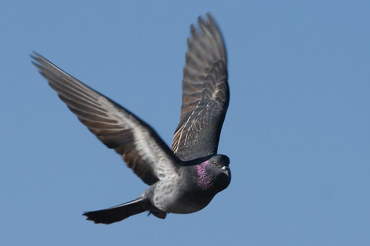 Pigeon flying