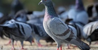 Rock pigeon