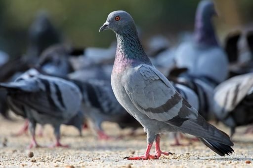 Rock pigeon