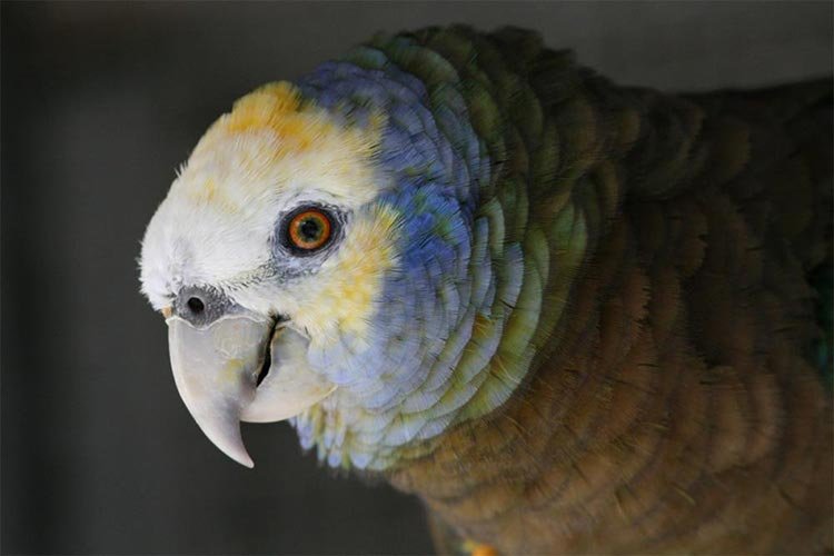 Saint Vincent amazon