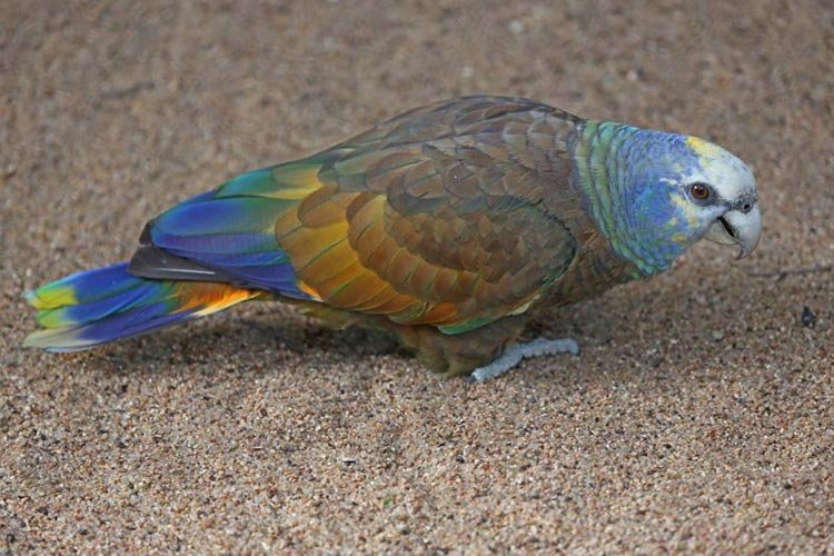 Saint Vincent parrot