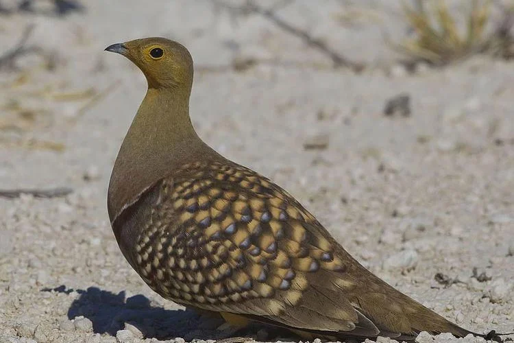 All about sandgrouse