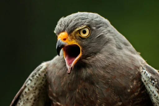 All about sparrowhawk