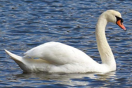 All about swan