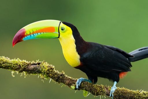 Toucans