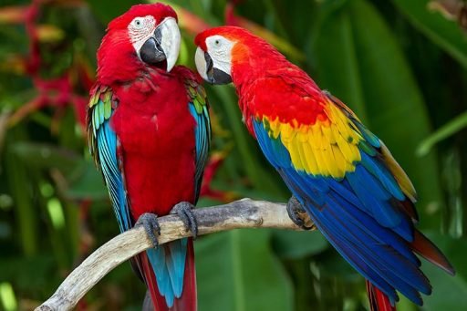 Red and Blue Macaw Parrots