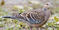 All about turtledove
