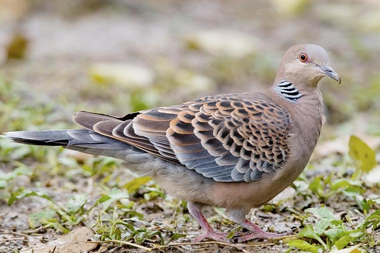 All about turtledove