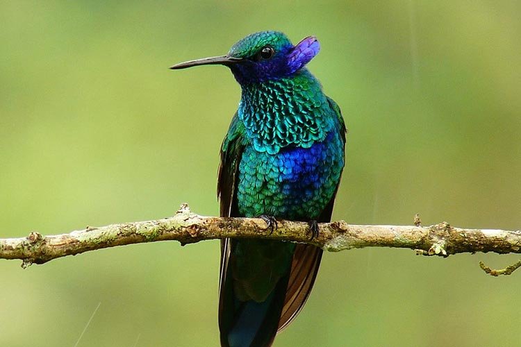 All about violetear