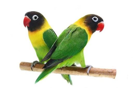 Yellow-collared lovebird