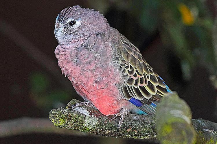 bourkes parakeet