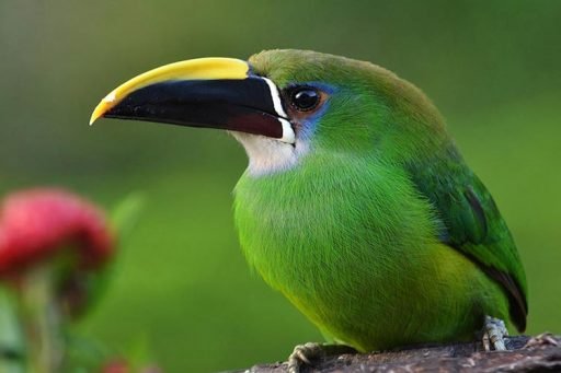 Emerald Toucanet