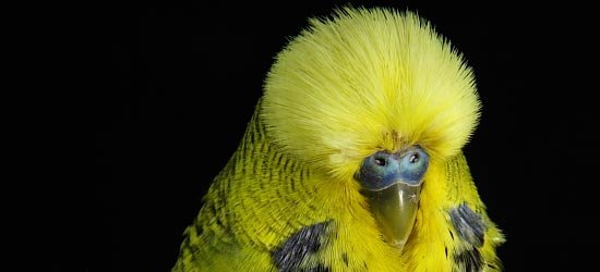 English budgie yellow