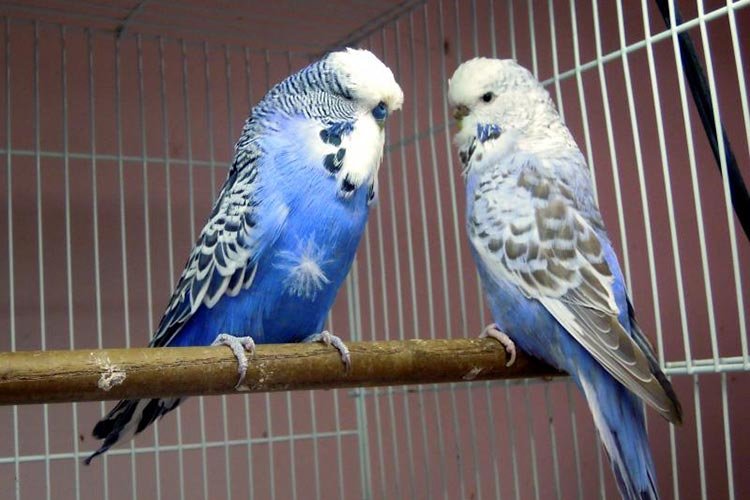 The English budgie, a parakeet bred in England to have at home