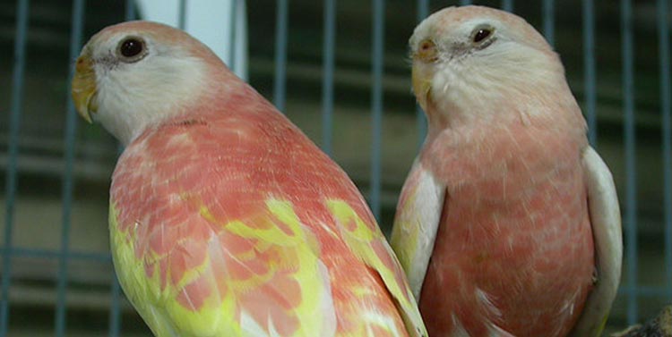 Rosy Bourke parakeet