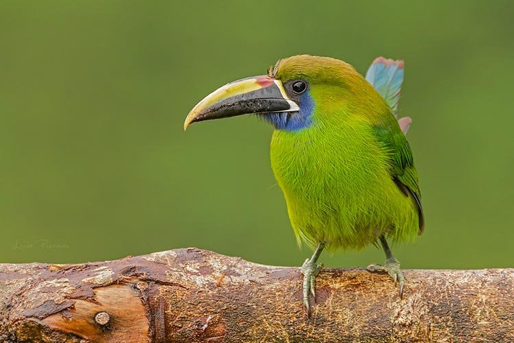 Emerald toucanet Costa Rica