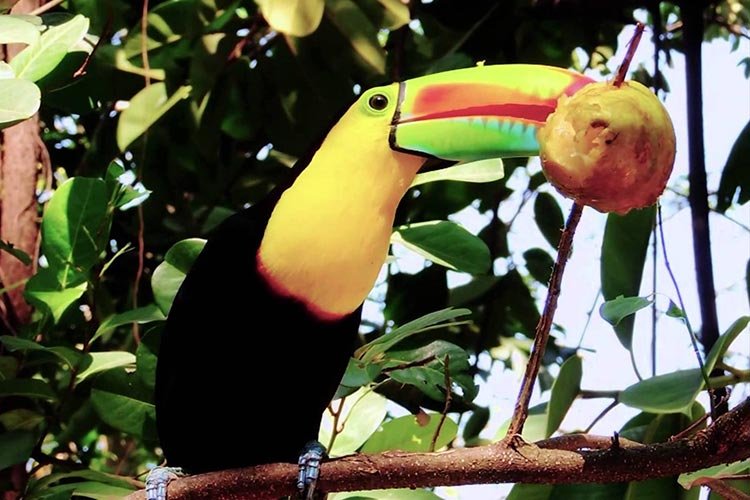 Toucan eating