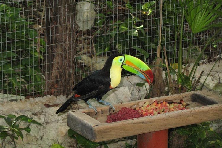 Toucan in a cage