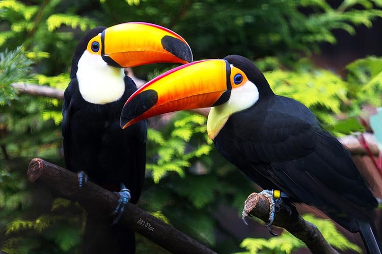 Toucans breeding