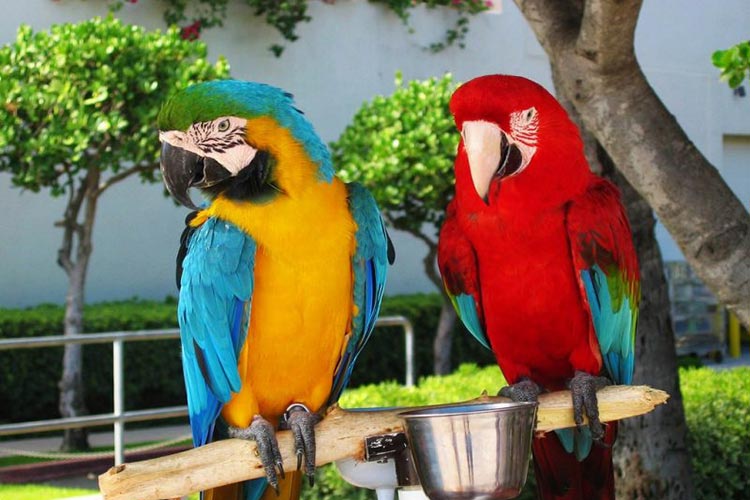 Couple of macaws