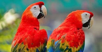 Scarlet macaw