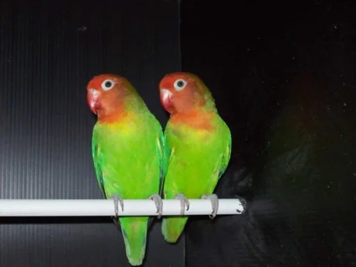 Lilian's lovebird