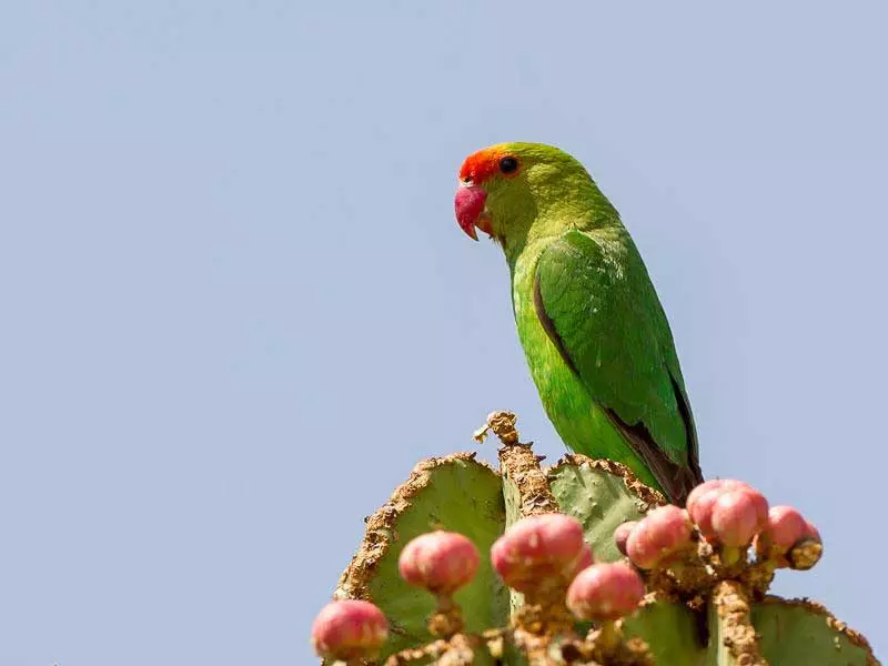 Abyssinian lovebird