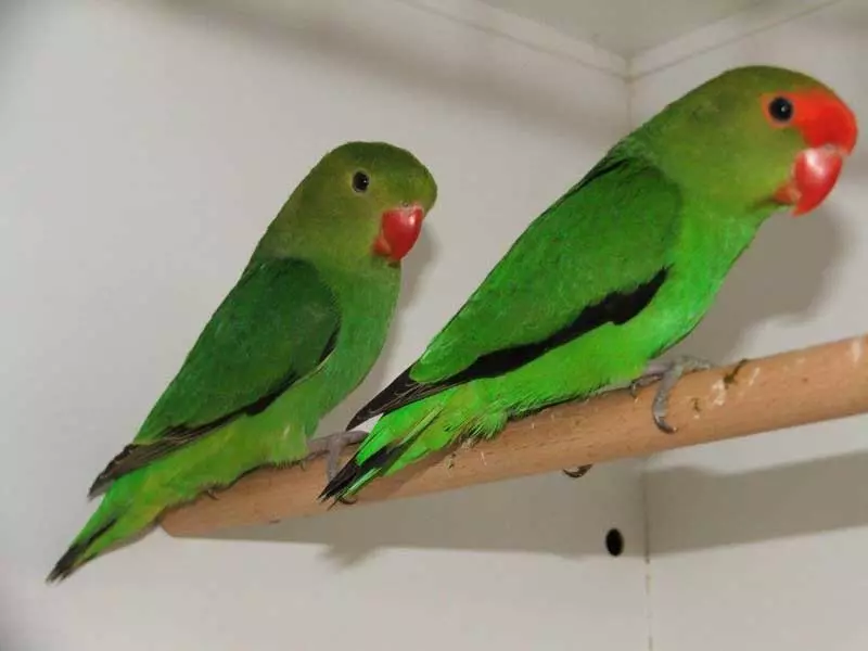 Abyssinian lovebirds